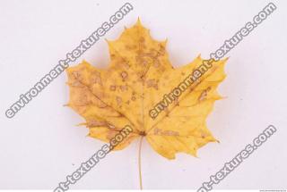 Photo Texture of Leaf 0036